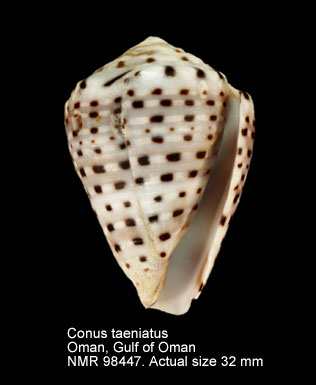 Conus taeniatus (11).jpg - Conus taeniatus Hwass in Bruguière,1792